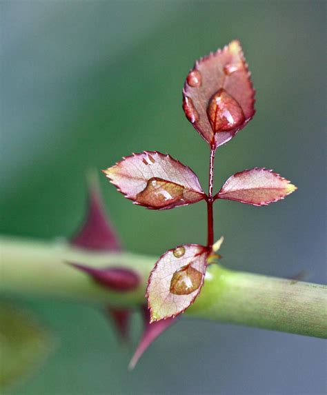 Southern Lagniappe: Why Roses Have Thorns