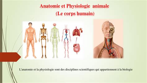 Solution Anatomie Et Physiologie Studypool