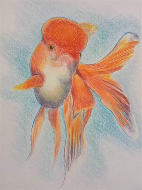 Oranda Goldfish Print Illustration Print Pencil Drawing Etsy