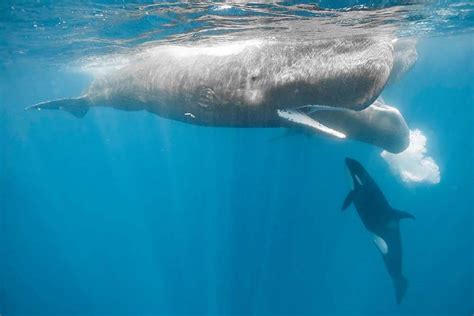 Sperm Whale Vs Killer Whale