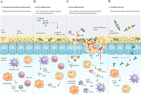 Frontiers Application Of Recombinant Antibodies For Treatment Of