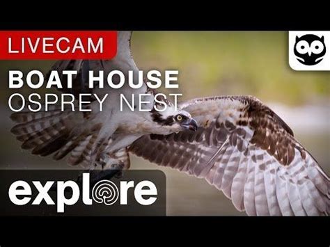 Audubon Osprey Cam Boat House Nest Hog Island Explore Org