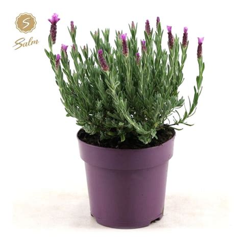 Lavandula Stoechas Anouk Plant Wholesale Floraccess