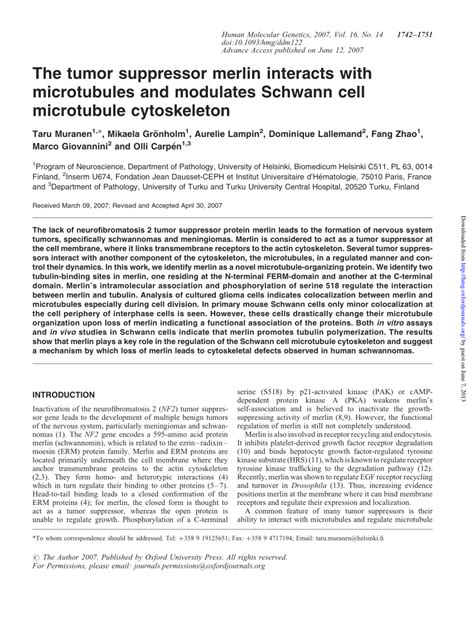 PDF The Tumor Suppressor Merlin Interacts With Microtubules And