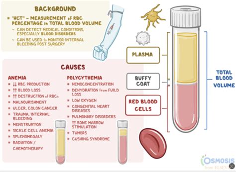 Anemia Flashcards Quizlet