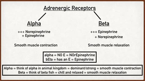 Beta Adrenergic Receptors Types Function Location Stimulation Effects