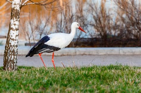 Premium Photo Beautiful Storks Walk On The Grass