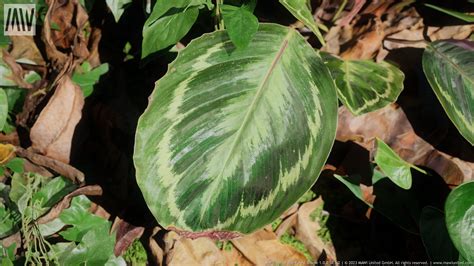 Tropical Forest Biome Plants