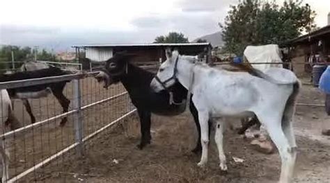 Horse vs donkey mating | horse mate donkey wonderful | ngựa giao phối ...