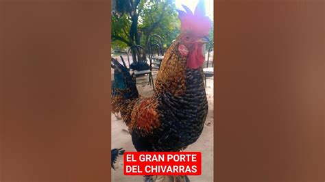 El Chivarras Con Gran Porte Y Muy Enamorado 😎 Youtube