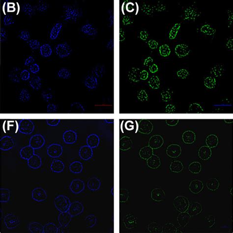 Confocal Images Of HeLa Cells Stained With CFH 1 A B C D And CFH 2