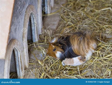 Guinea Pig stock photo. Image of cobaya, nursing, mother - 43466768