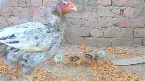 First Feed For New Born Chicks 1st Day Feed For Newly Hatched Chicks