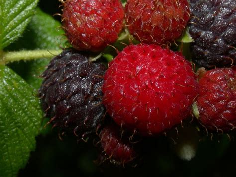 Rubus Rosaceae Image 2072 At