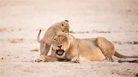 Mana Pools Safari Lodge Zimbabwe