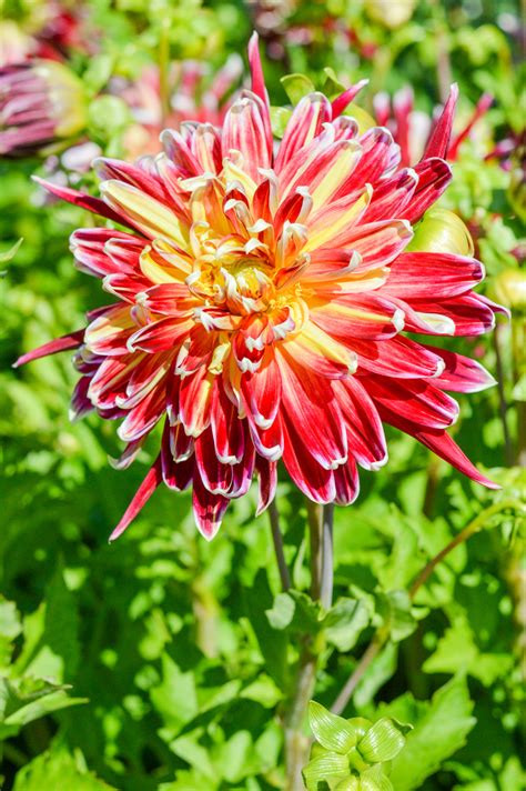 Dahlia Akita Dahlia Tubers Dutchgrown™