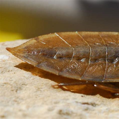 Water Monster Lethocerus Medius Bugguide Net