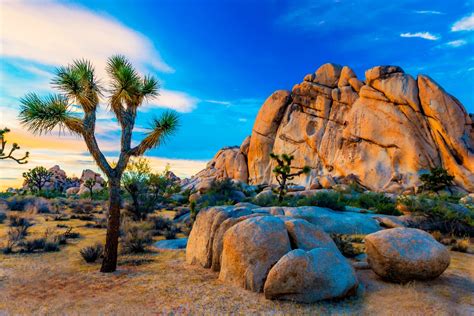 Things You Didnt Know About Joshua Tree National Park Outdoors