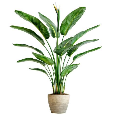 Strelitzia Nicolai, White Bird Of Paradise, Giant Bird Of Paradise PNG