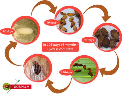 🔥origins And Location Of The Red Palm Weevil