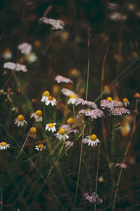 Field Of Daisy Flowers By Stocksy Contributor Bonninstudio