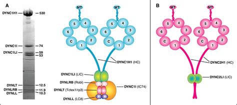 The Mammalian Cytoplasmic Dynein Complexes A Cytoplasmic Dynein