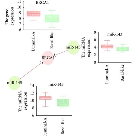 Genes Targeted By Differentially Expressed Mirnas In Four Network