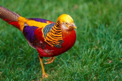 The Facts And Information Of Golden Pheasant Charismatic Planet