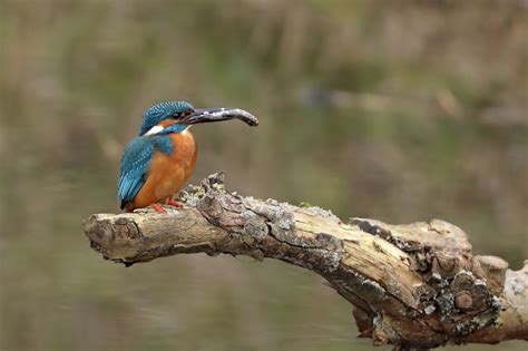 Oiseaux De Jean Pierre Cappe Le Offrande Du Martin P Cheur