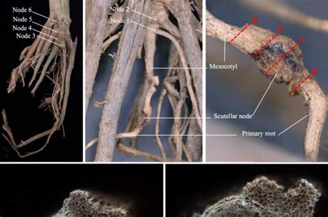 Getting To The Root Of Corn Domestication Knowledge May Help Plant