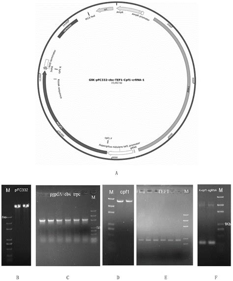 Fs Crispr Cpf