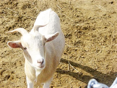 Goat Free Stock Photo - Public Domain Pictures