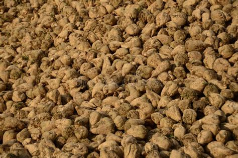 Sugar beets stock image. Image of close, view, agricultural - 27409785