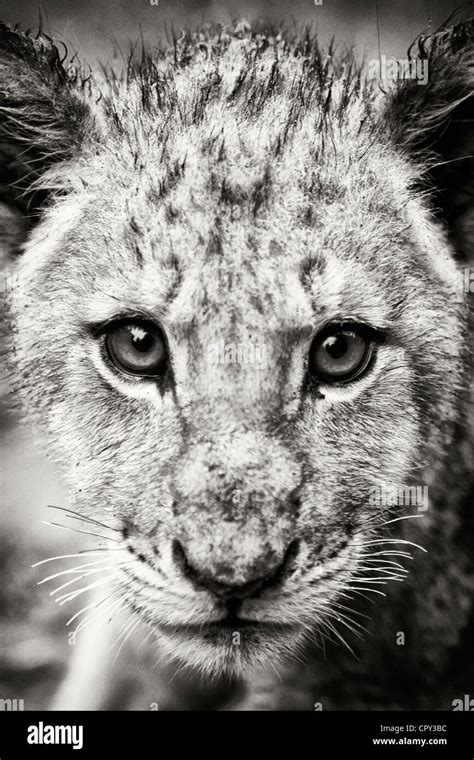 Lion cub, South Africa Stock Photo - Alamy