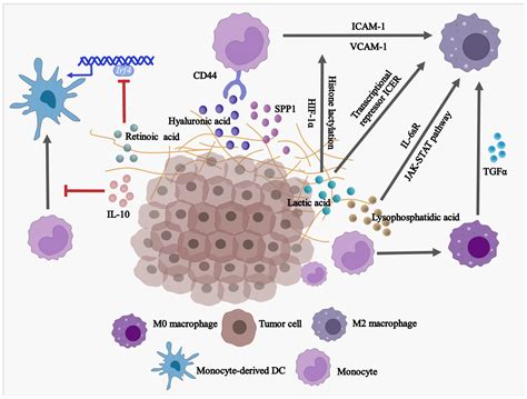 Cells Free Full Text Monocytes In Tumorigenesis And Tumor Immunotherapy