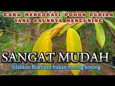 Penyebab Daun Durian Menguning Dan Kering Separuh Durian Youtube