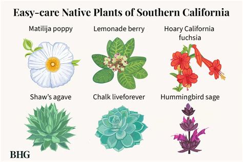 15 Top Native Plants of Southern California