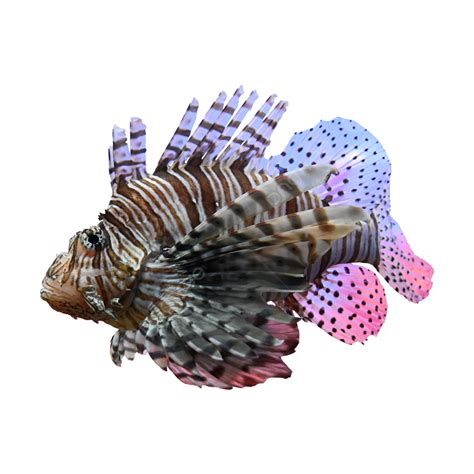 Diving Beautiful Fish In The Water Fish Flexible Png Transparent