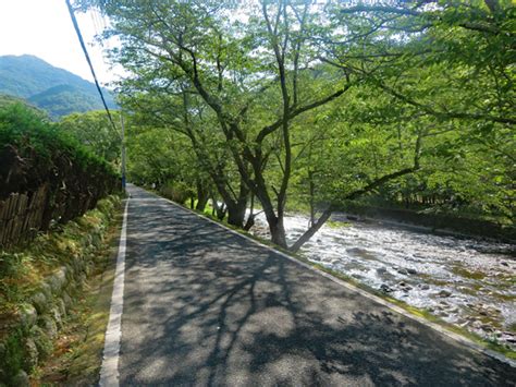 大鍋林道で大鍋越峠を越えて河津へ 伊豆の中年チャリダー