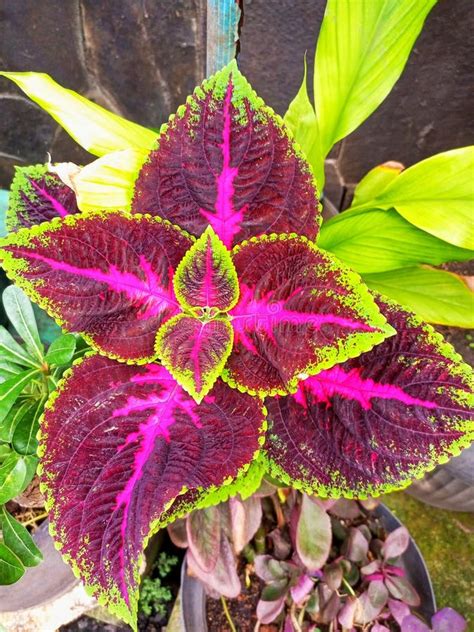 Texture Miana Ornamental Plants That Have Beautiful Colors And Have