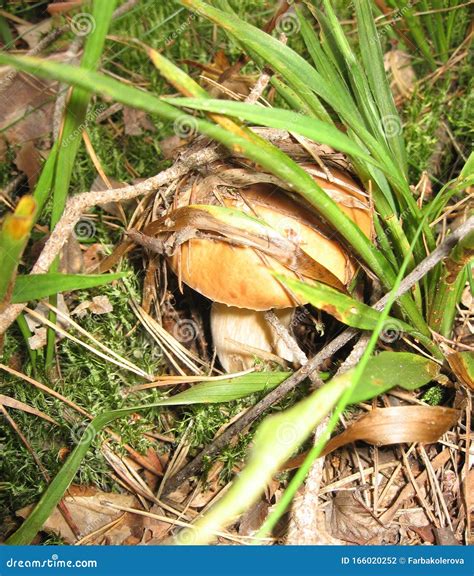 Cogumelo Boleto Na Natureza Cogumelo Branco Na Floresta Do Outono Fungo