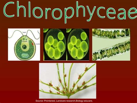 Algae General Characters And Classification PPT