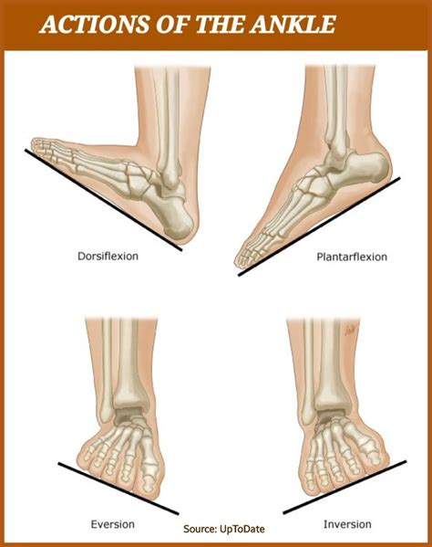 Plantar Flexion And Dorsiflexion