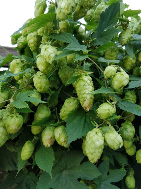 Brewers Gold Hops