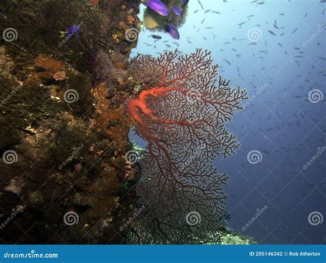 Cultivo De Coral Suave En Un Barco Naufragado En La Laguna De Truk Foto