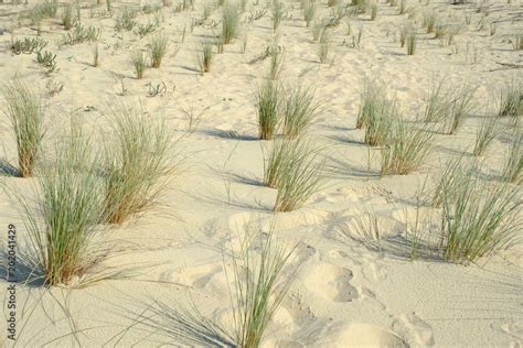 plantation dune sable recul oyat plante environnement érosion fixer