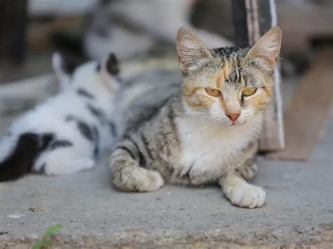 Posibles Razones Por Las Que Tu Gato Se Come La Arena Y Cómo Prevenirlo