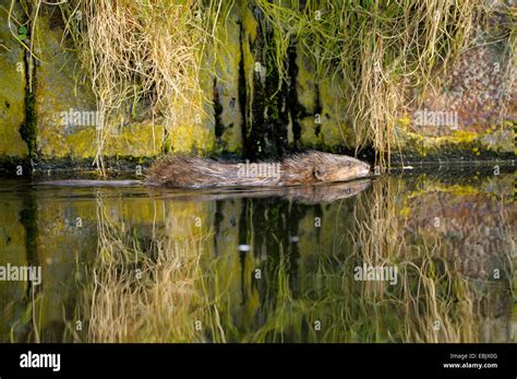 Muskrat Ondatra Zibethica Swimming At Nette River Bank Germany