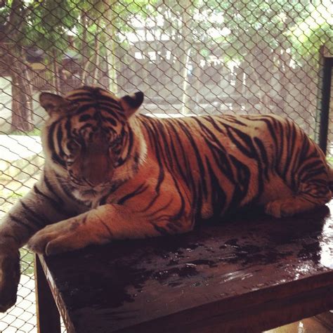 Tiger kingdom, Thailand | Southeast asia travel, Thailand vacation ...