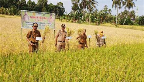 Program Csa Kementan Buktikan Hasil Ubinan Petani Pinrang Berlipat